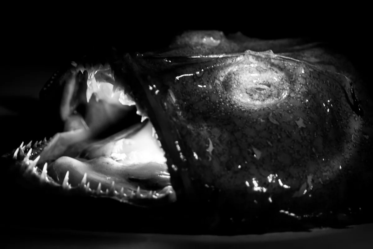 Photophore Megastoma