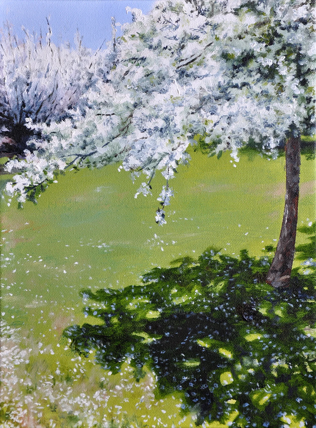 Apple Blossoms