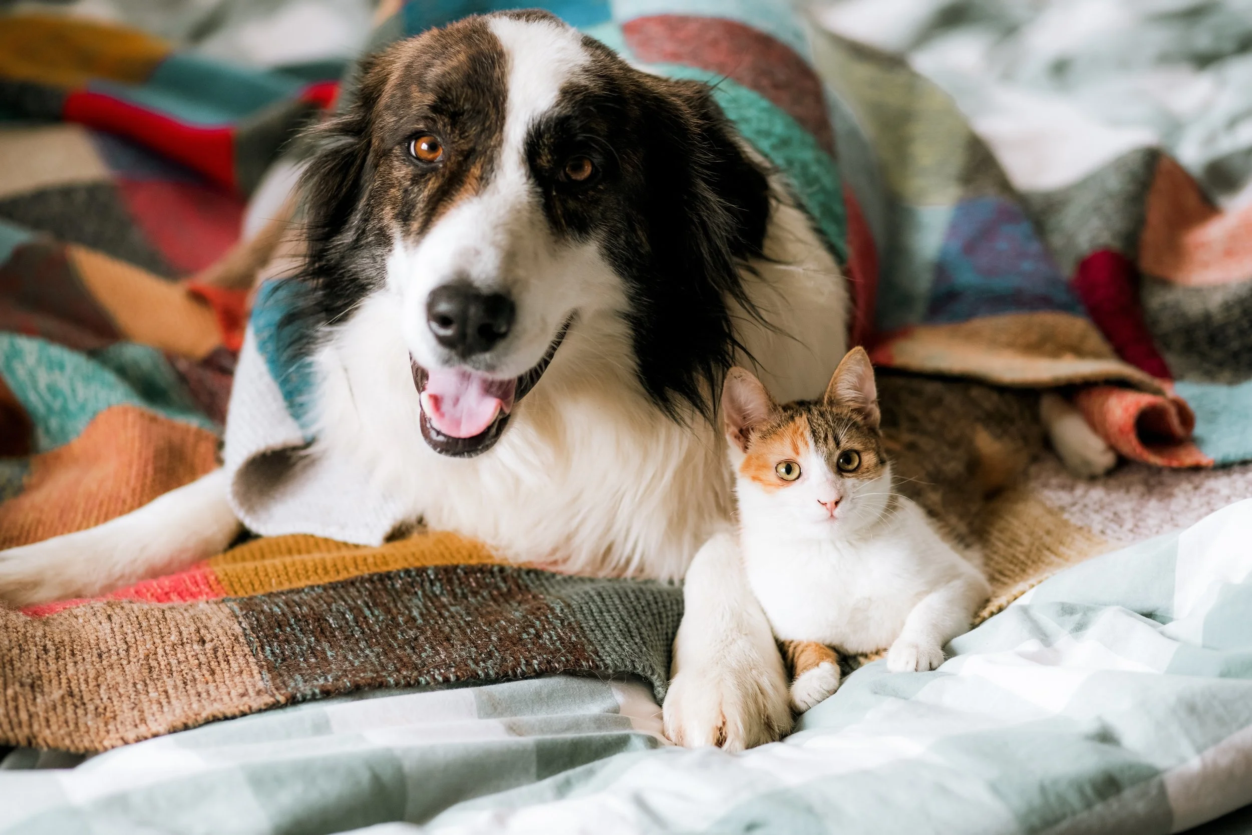 shutterstock_2511605985_Dog-Cat.jpg
