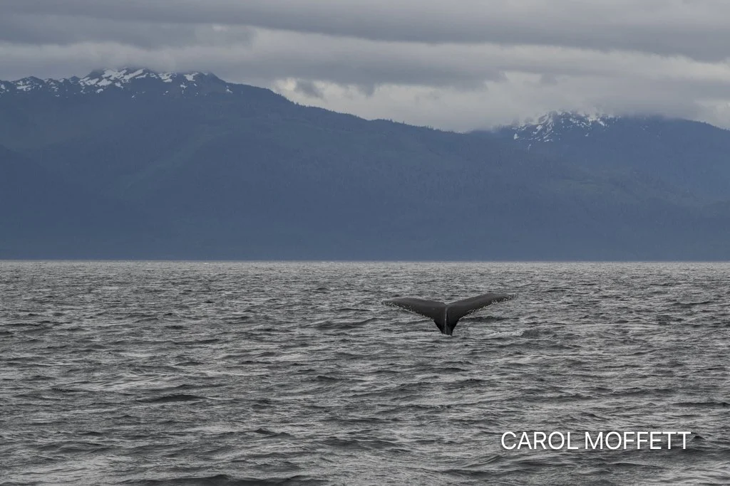 Whale watching Icy Strait 2.jpg