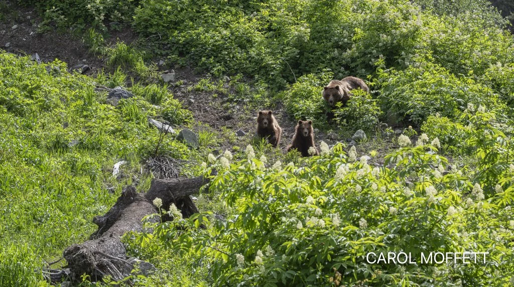 Bald Eagle Preserve Skagway Grizzly 1.jpg