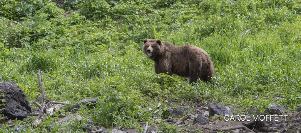 Bald Eagle Preserve Skagway Grizzly 4.jpg