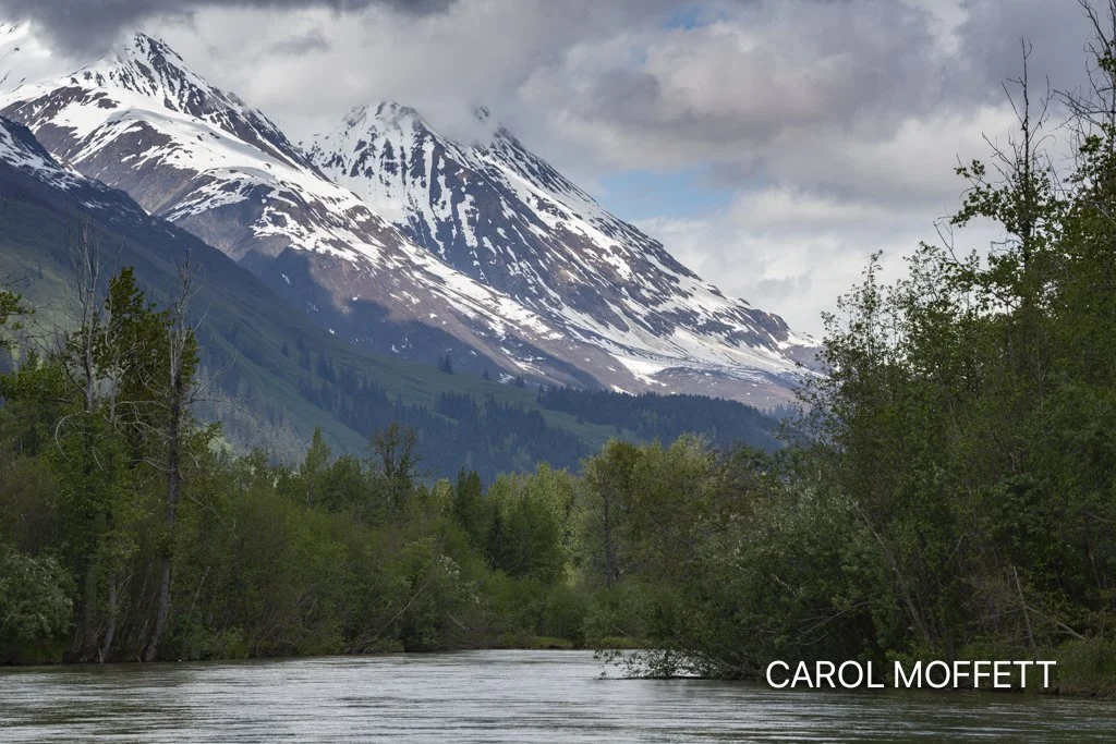 Bald Eagle Preserve Skagway.jpg