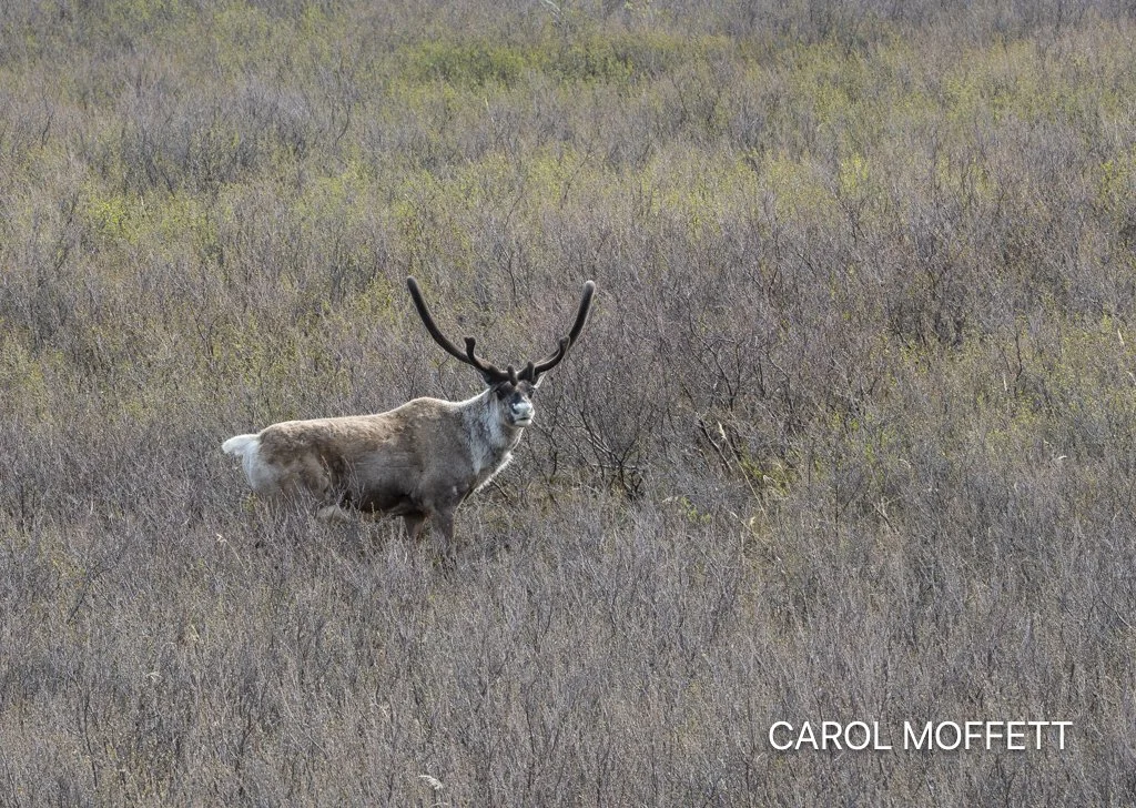 Denali Park.jpg