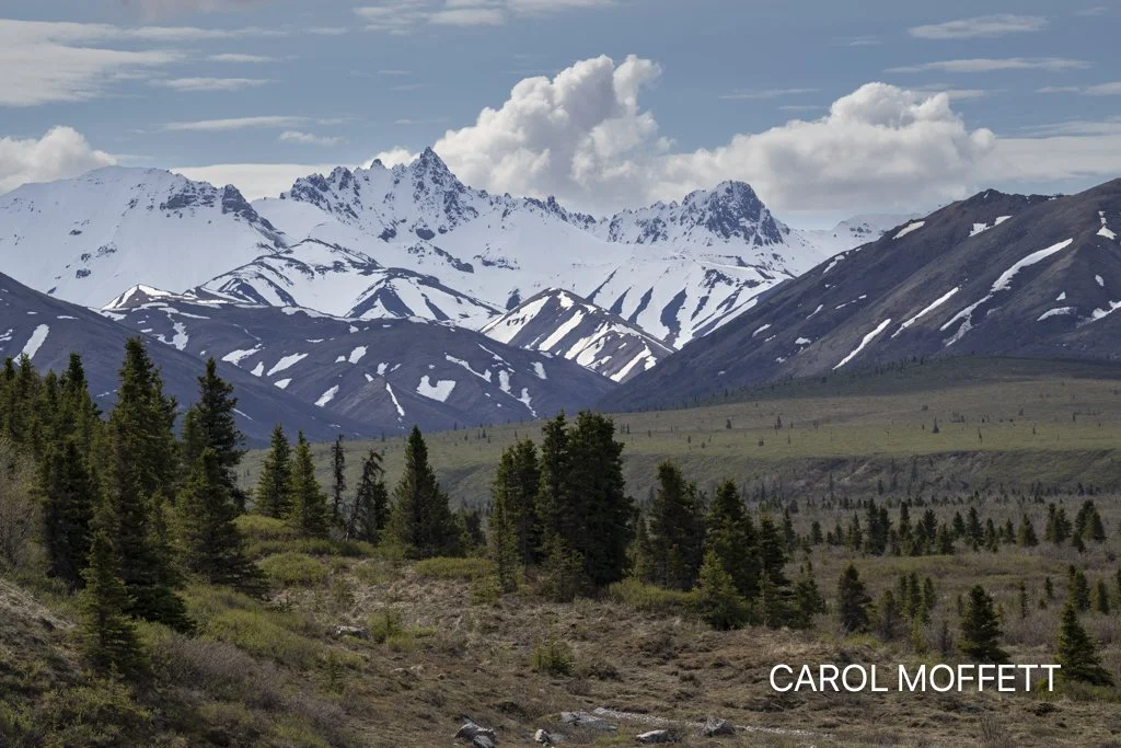 Denali Park 2.jpg