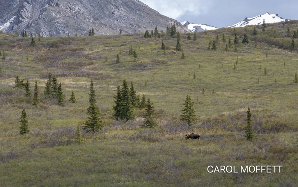 Denali Park 4.jpg