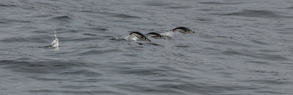 Chinstrap Penguins Admiralty Bay.jpg
