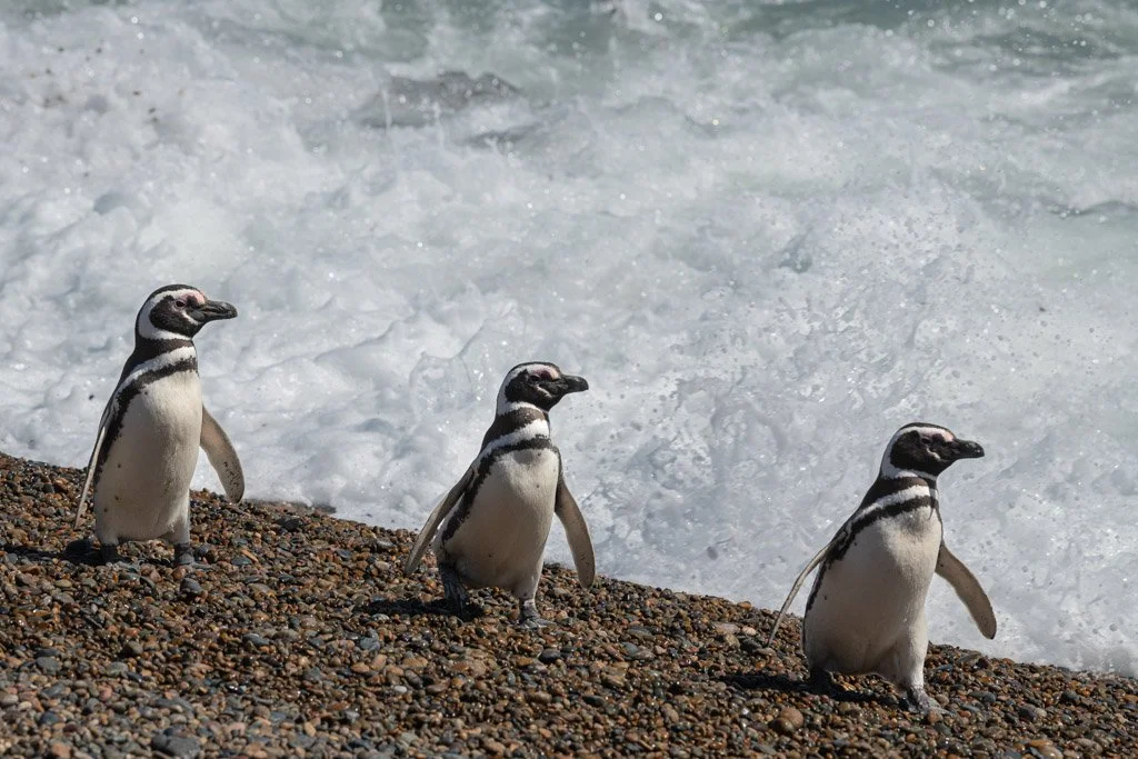 Puerto Madryn Peguin friends.jpg