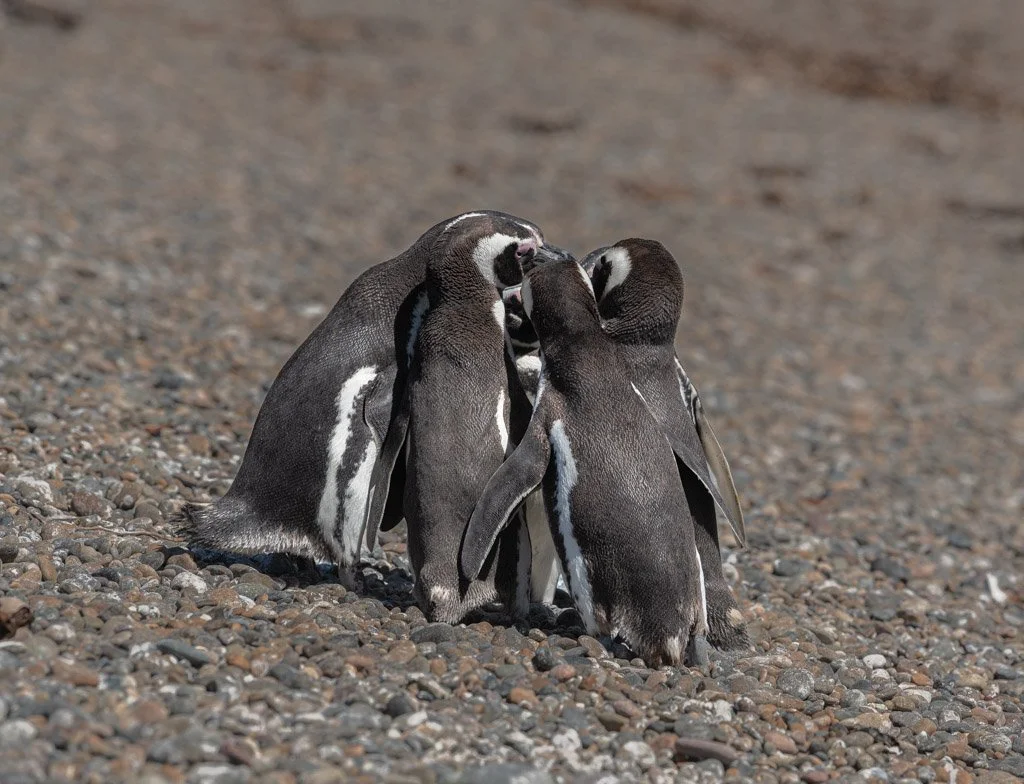 Puerto Madryn Peguin huddle.jpg