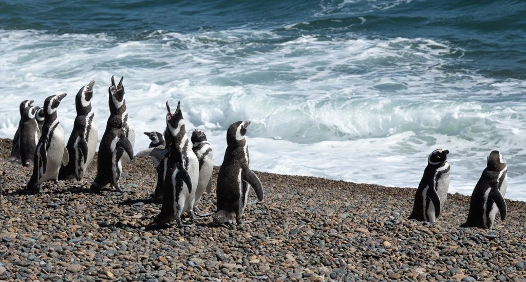 Puerto Madryn Peguins talking.jpg
