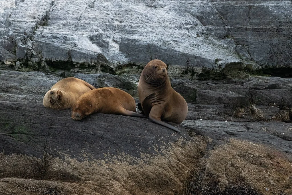 Sea Lions in Beagle Channel.jpg