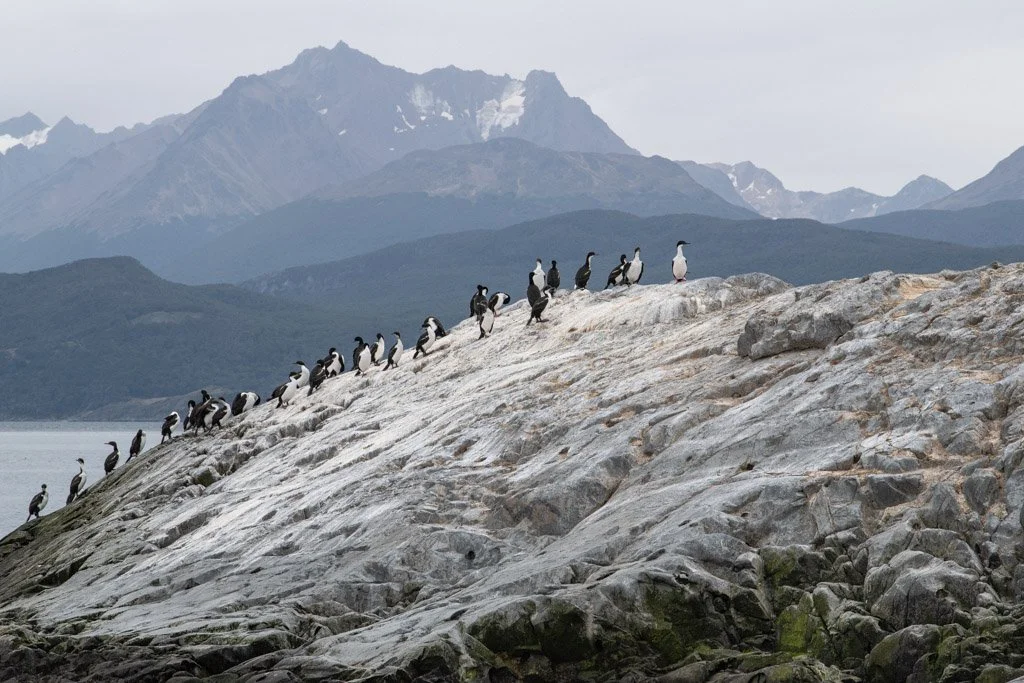 Shags in Beagle Channel.jpg