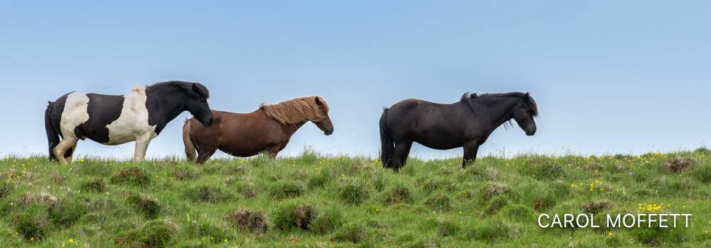 Iceland_Horses.jpg