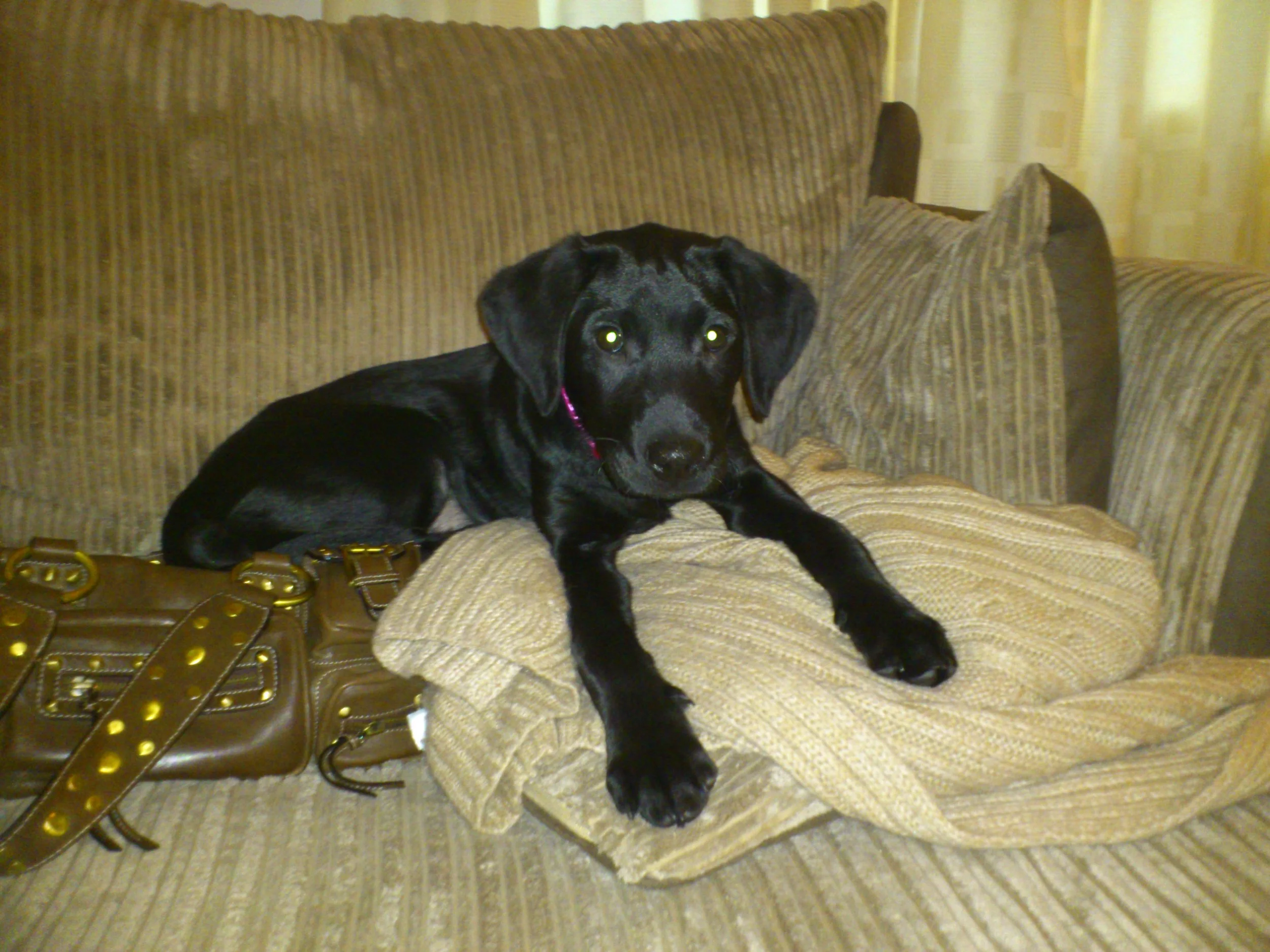 Top tips for new puppy owners.