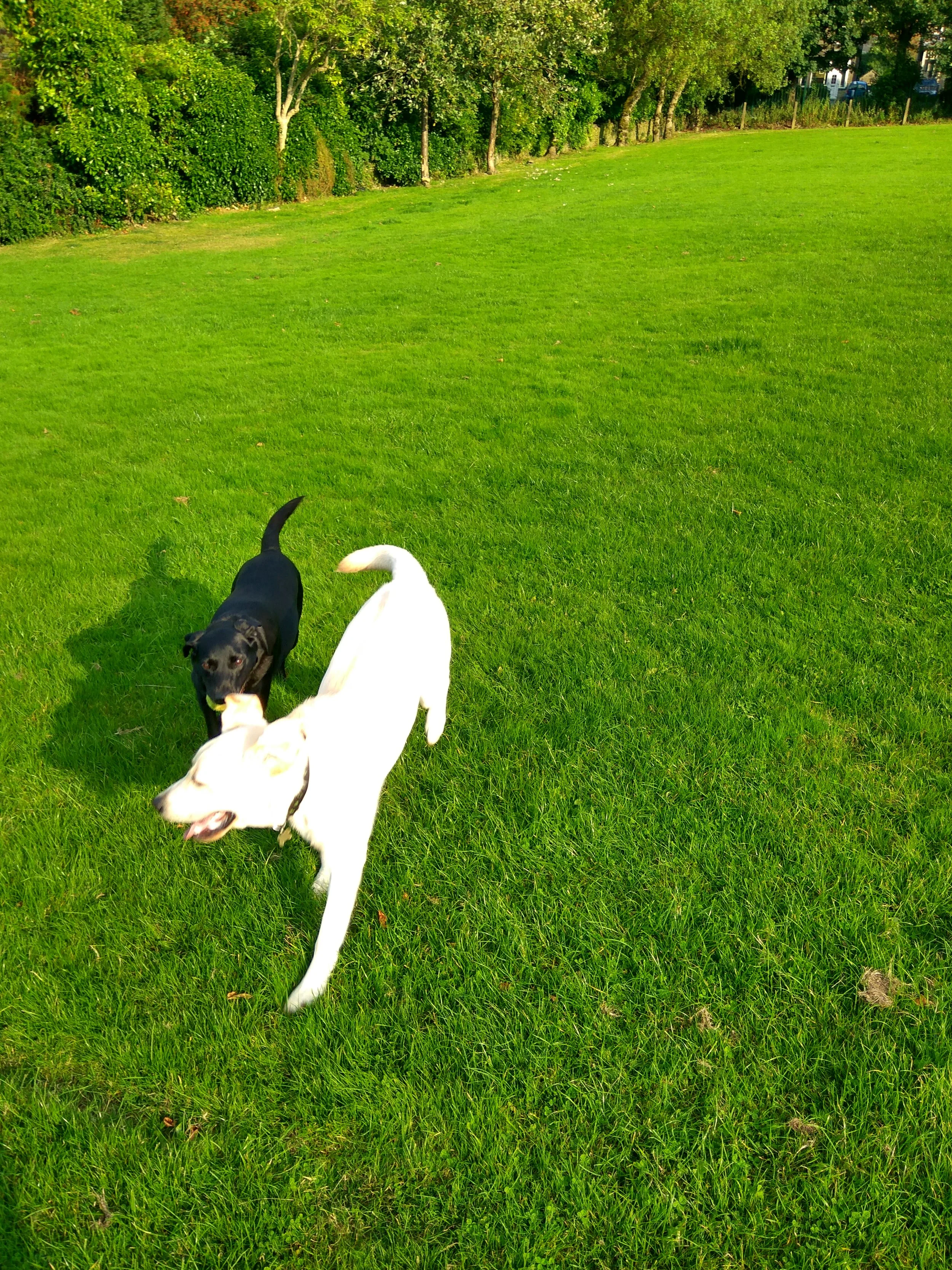 lovely run on the field