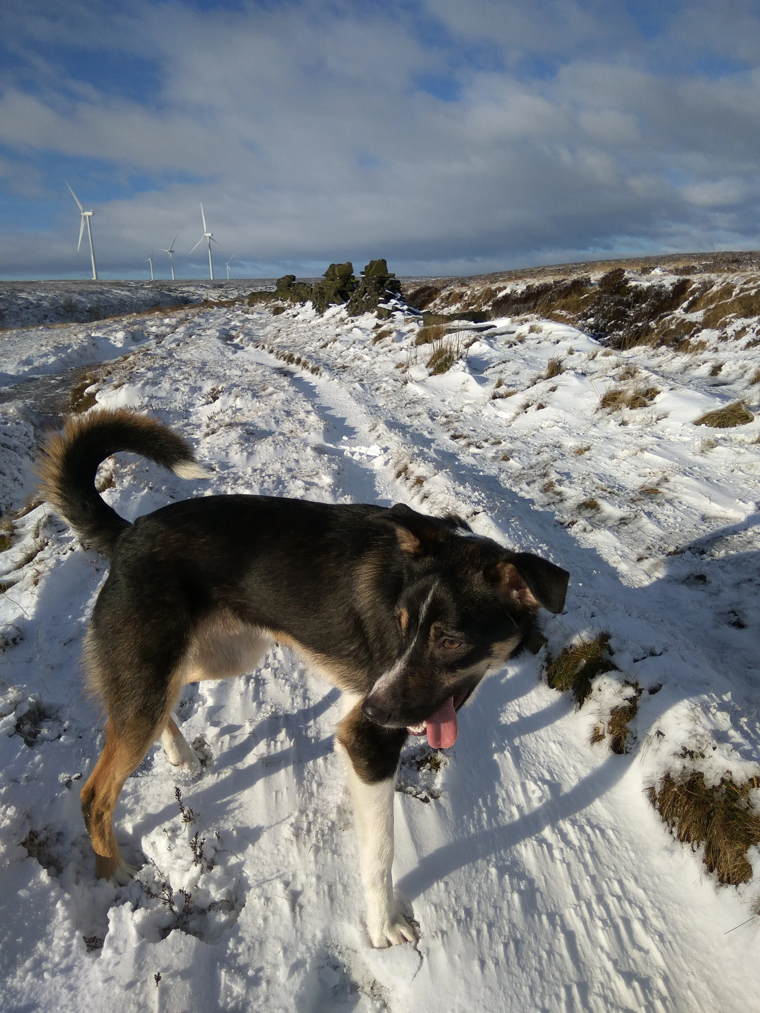 snowy day for a dog walk