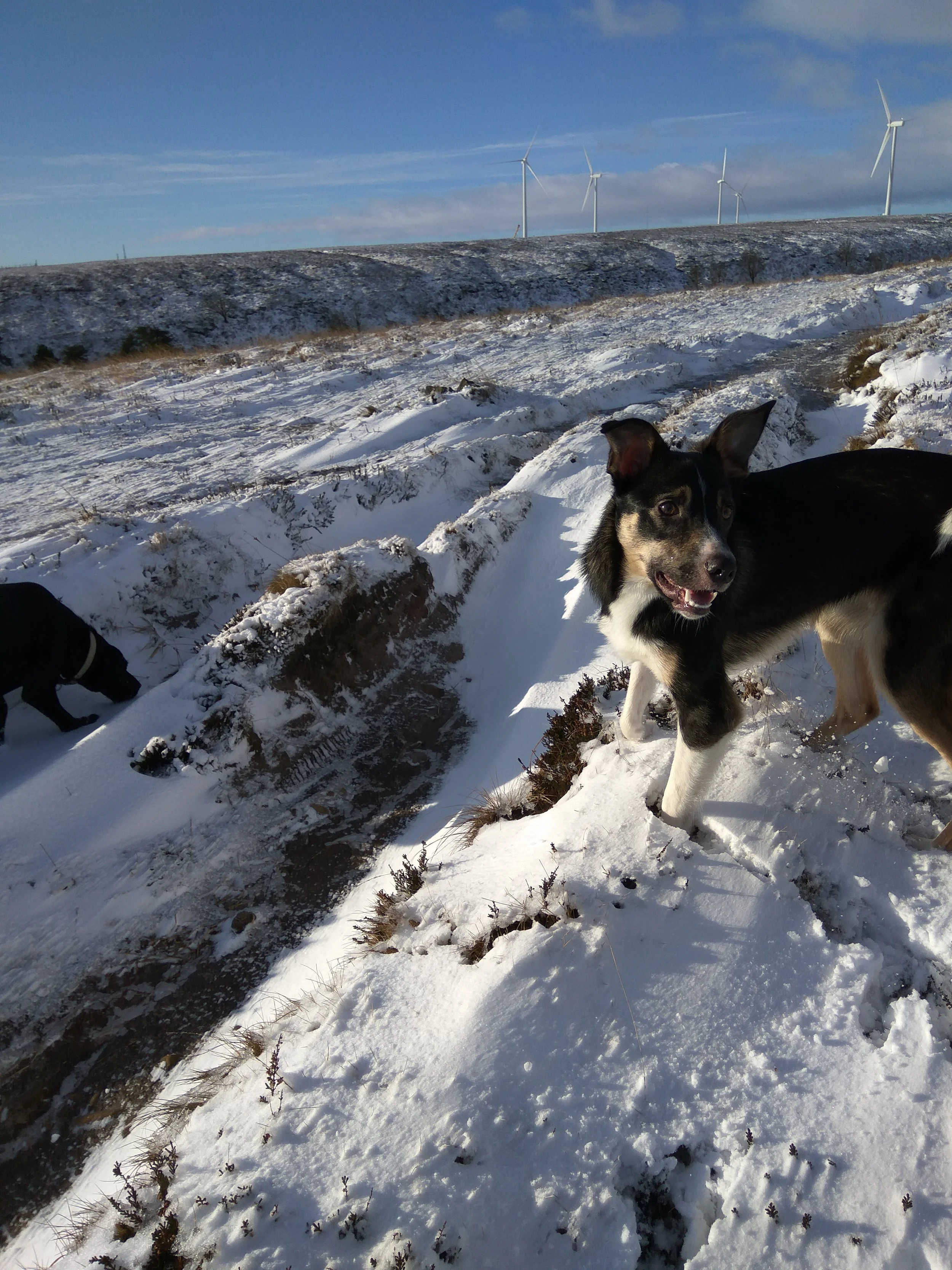 snowy dog walk at Ogden