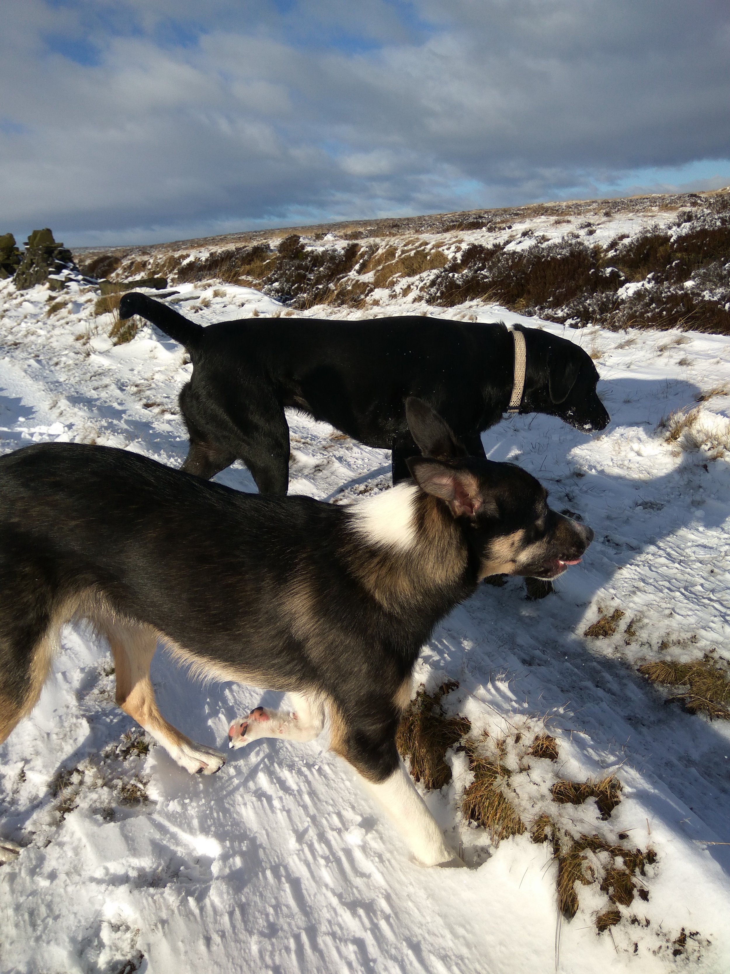 Very windy on the dog walk