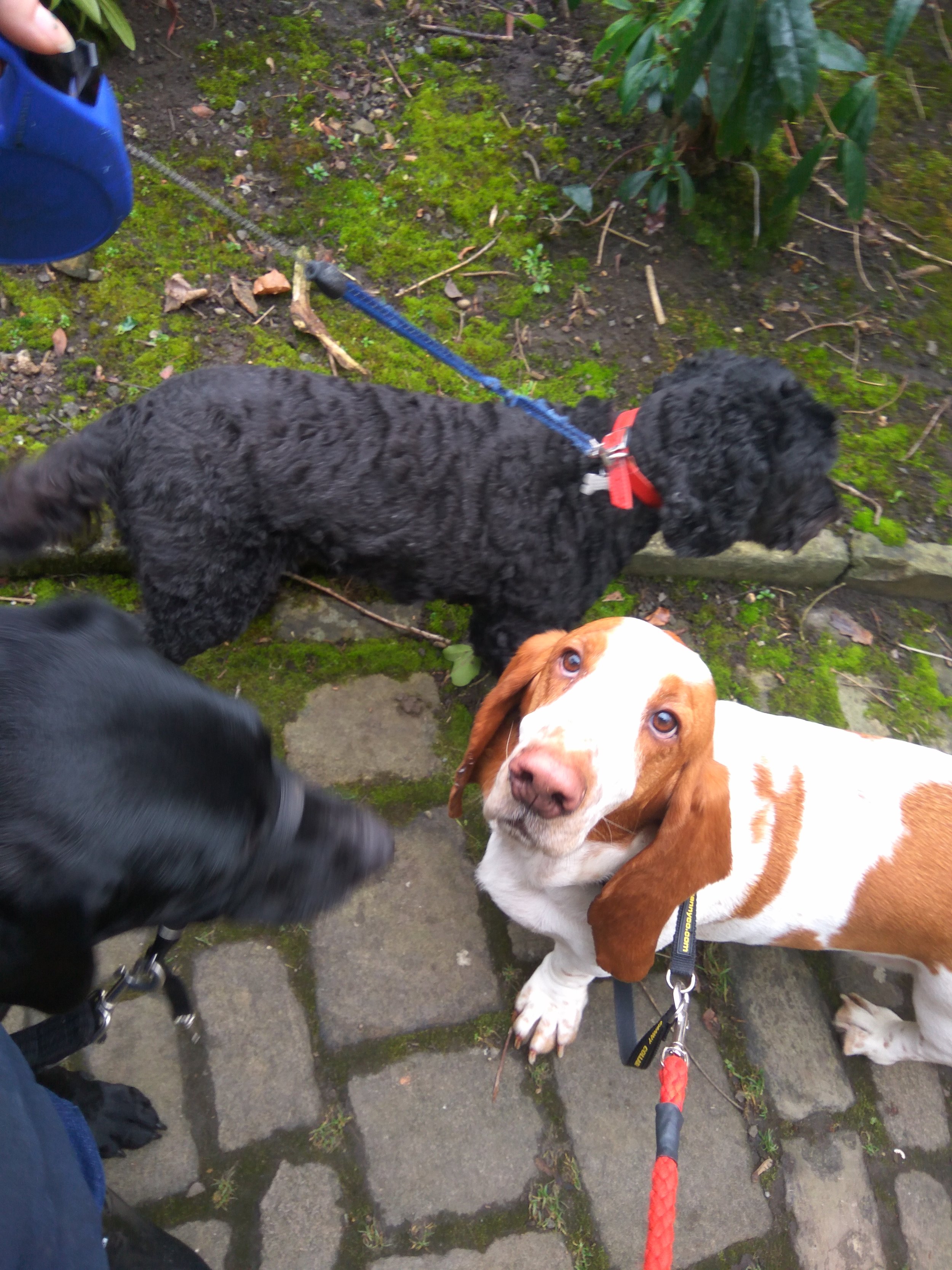 Lola,George and Douglas walking in halifax