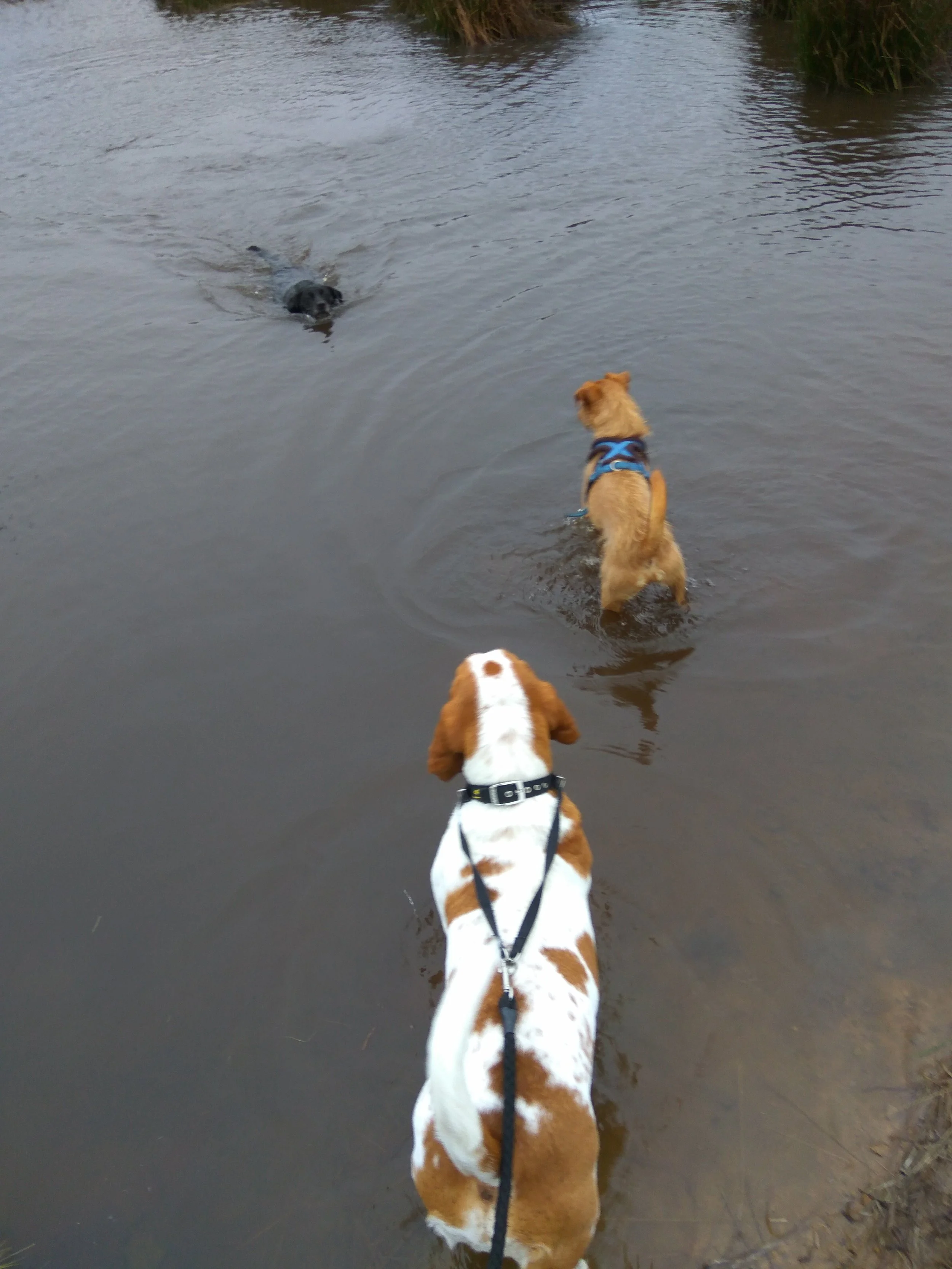 Quick dip on the walk in Norland