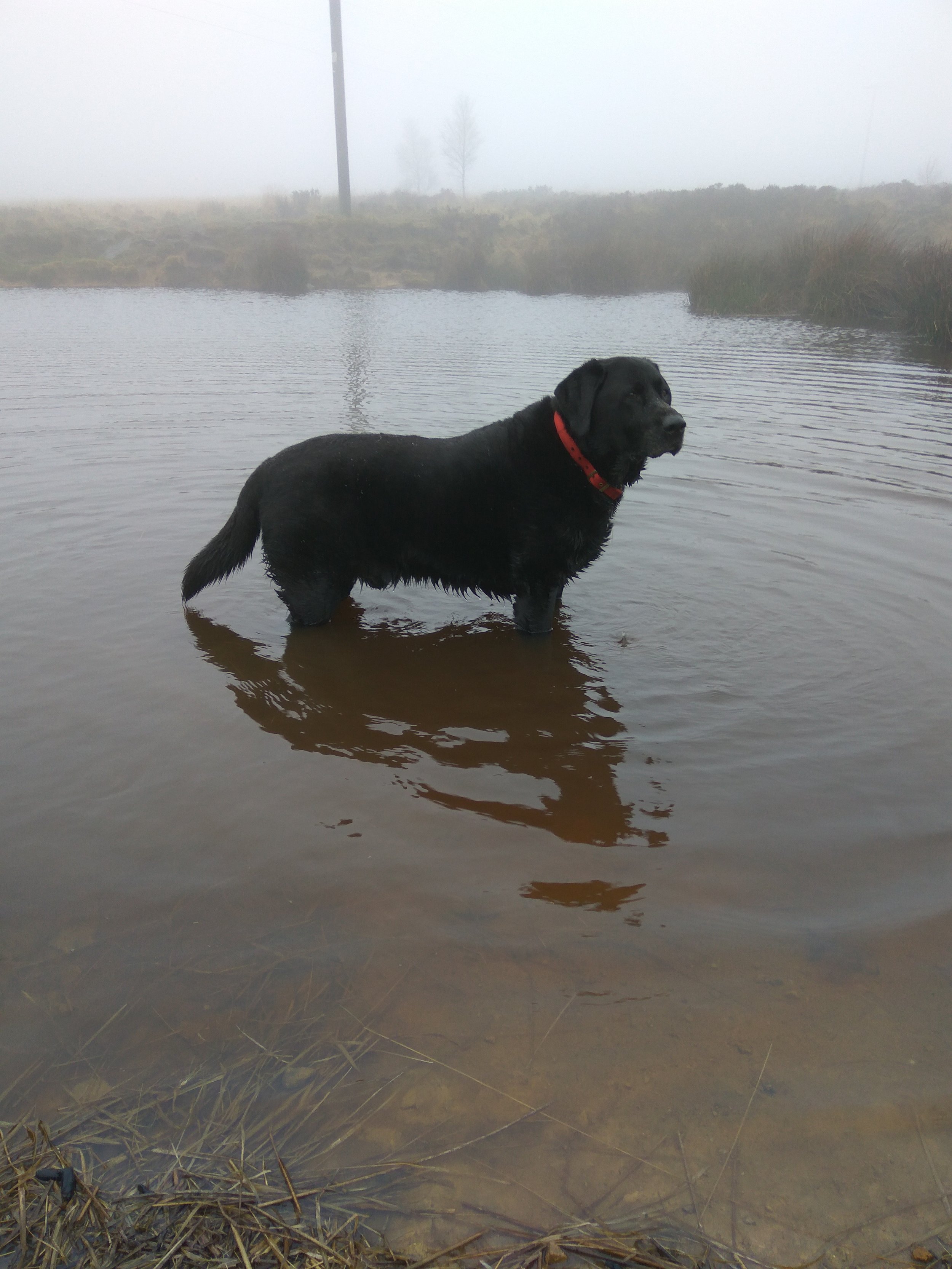 Darcy having a dip on his walk up Norland
