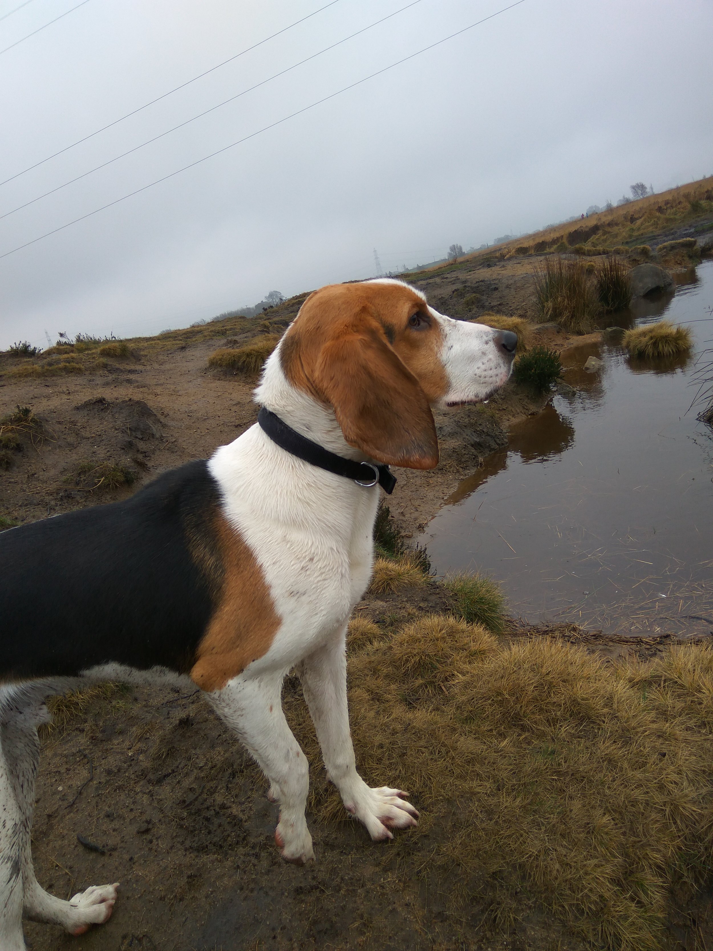 Jeremy beagle on a dog walk in halifax