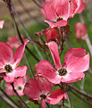 Dogwood Cherokee Chief Blooms