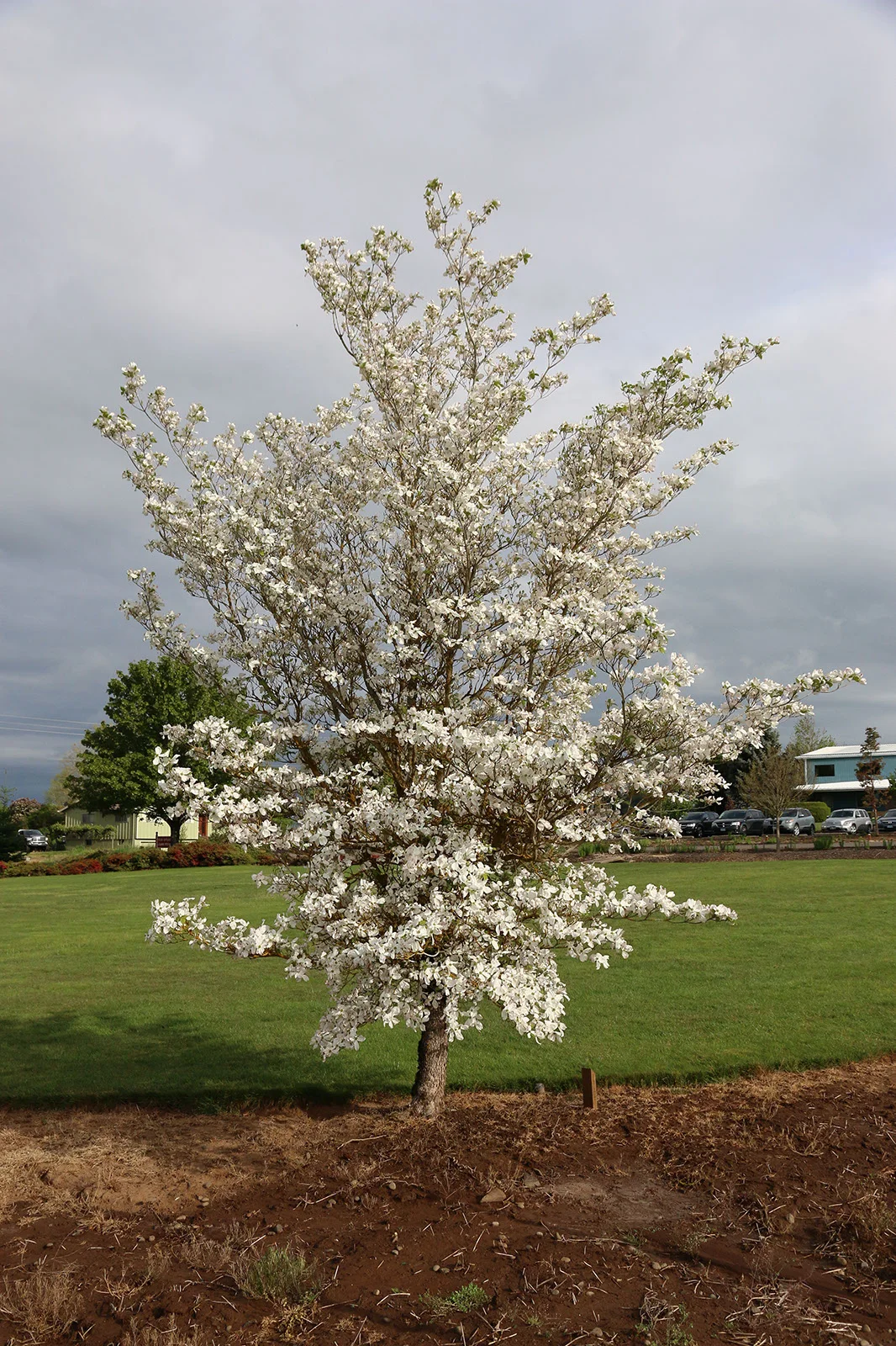 Dogwood Cherokee Princess