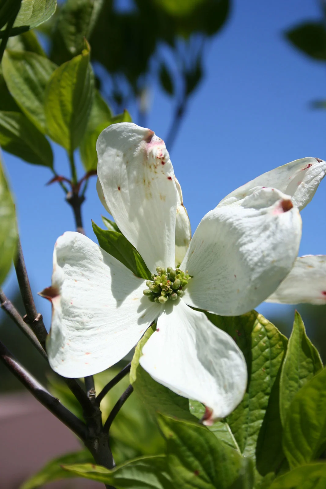Dogwood Cherokee Princess Blooms