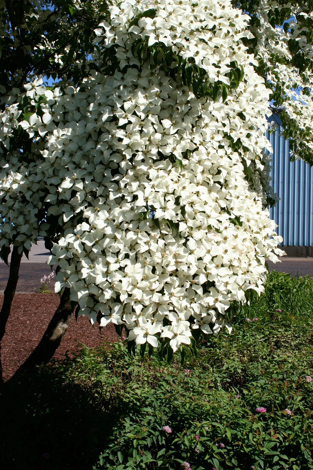 Dogwood Milkyway Foliage