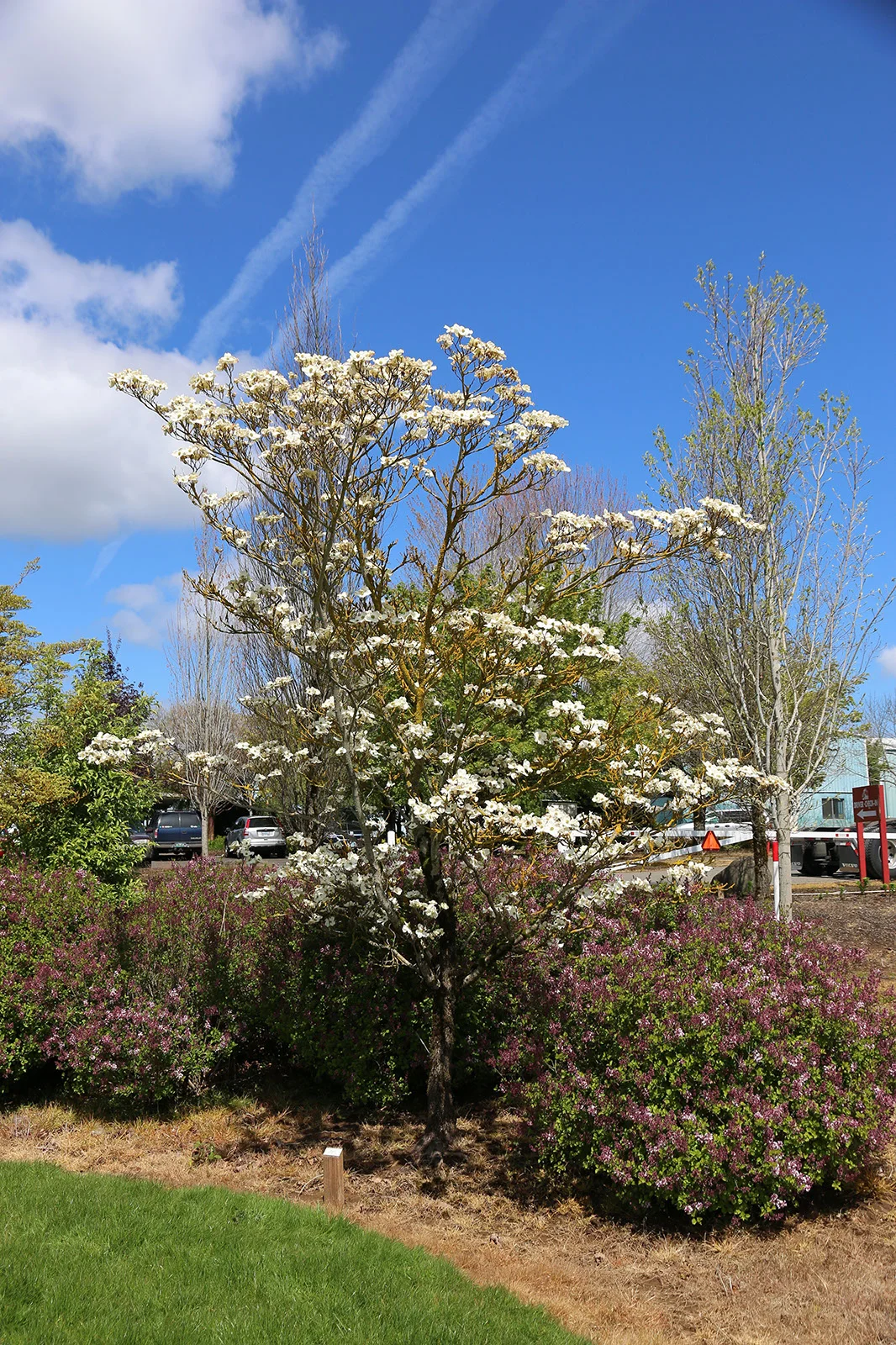 Dogwood Cloud 9 Tree Springtime