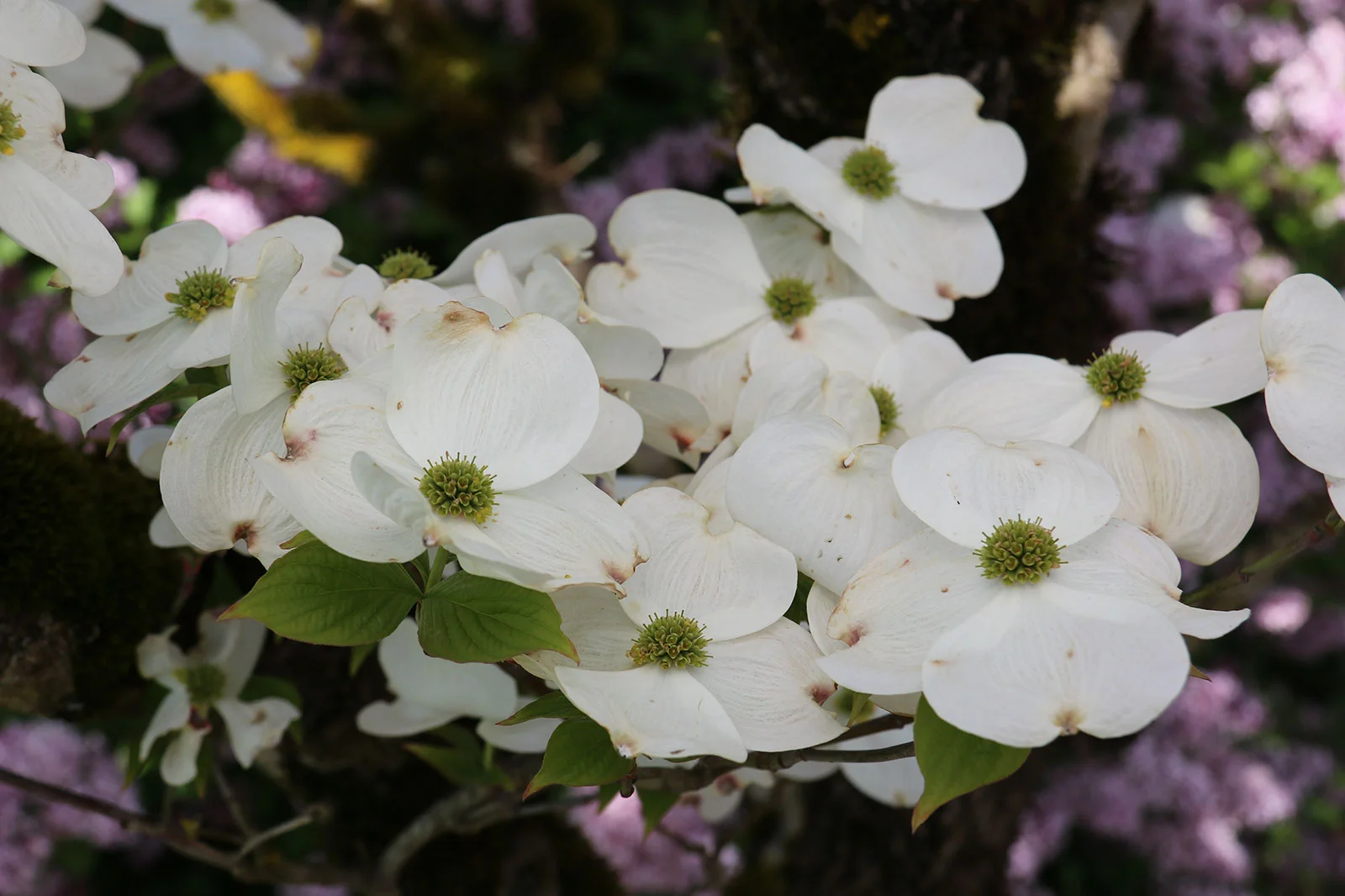 Dogwood Cloud 9 Blooms