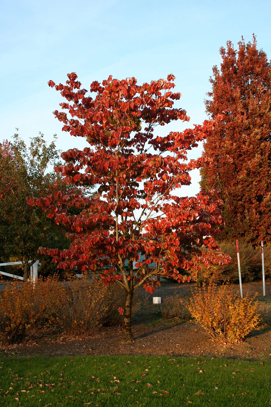 Dogwood Cloud 9 Tree Fall Time