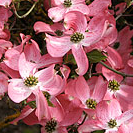 Dogwood Pink Flowering Foliage