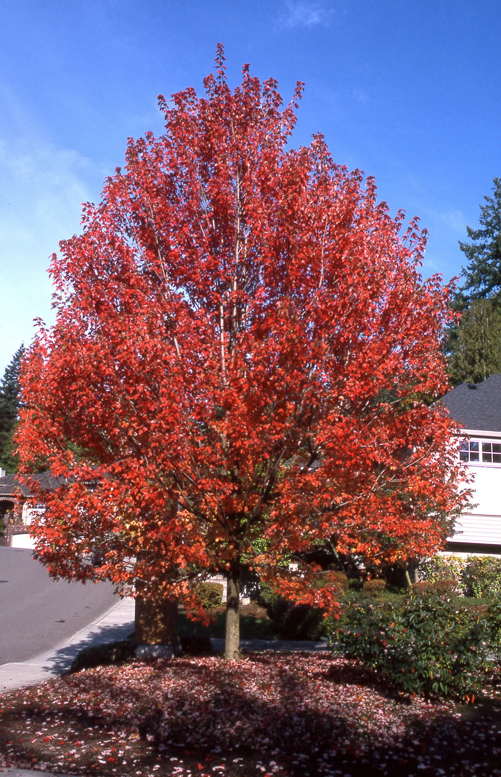 Maple Autumn Blaze Fall Foliage