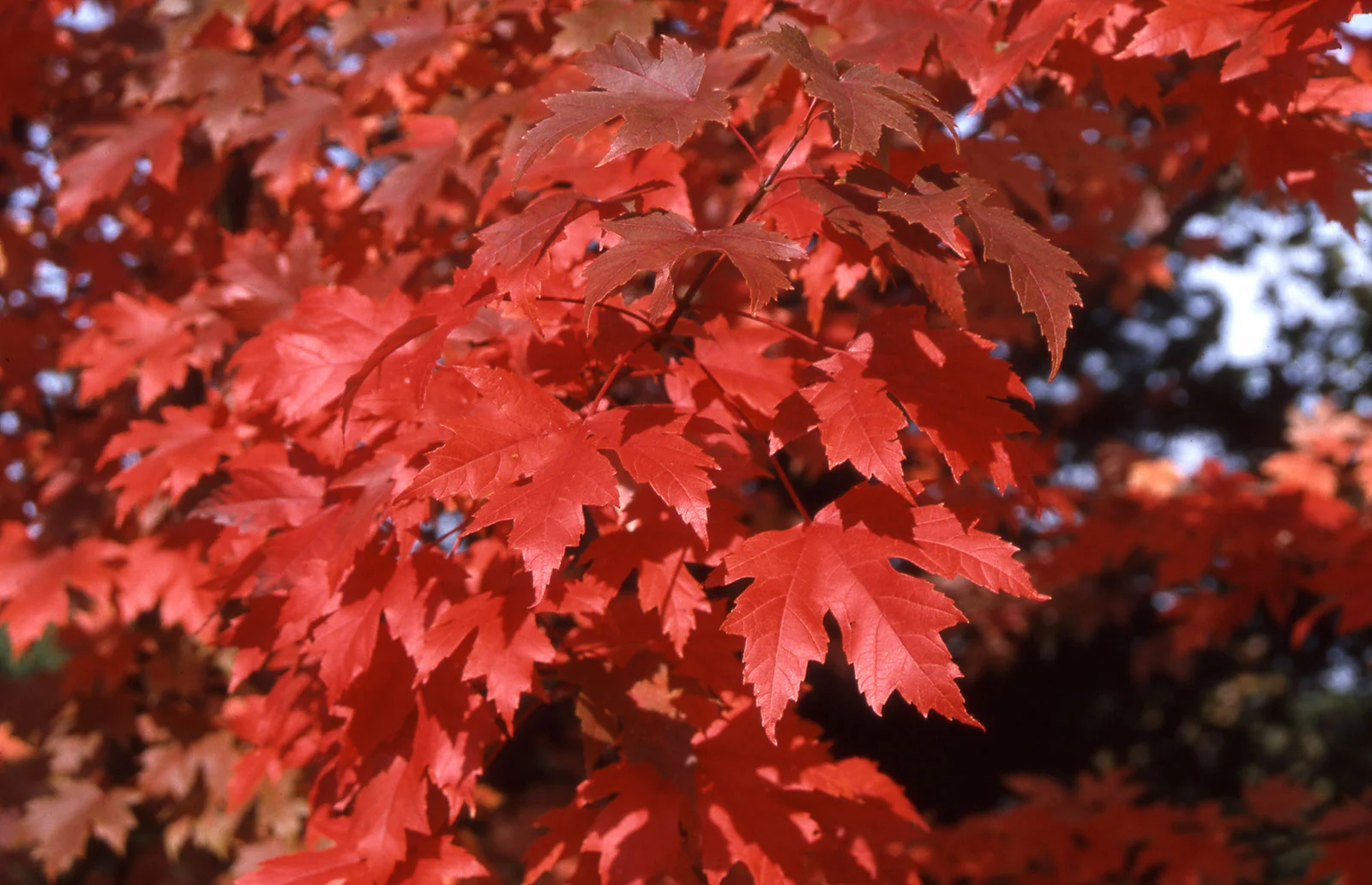 Maple Autumn Blaze Fall Foliage