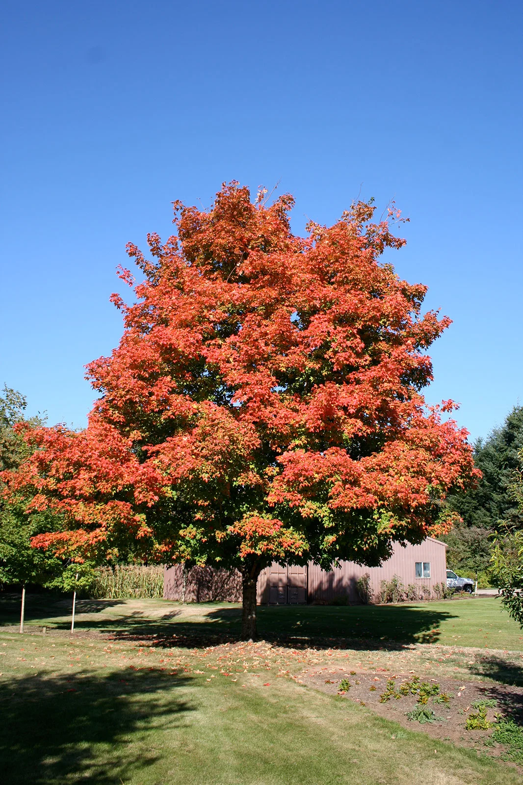 Maple Green Mountain Sugar Fall Foliage