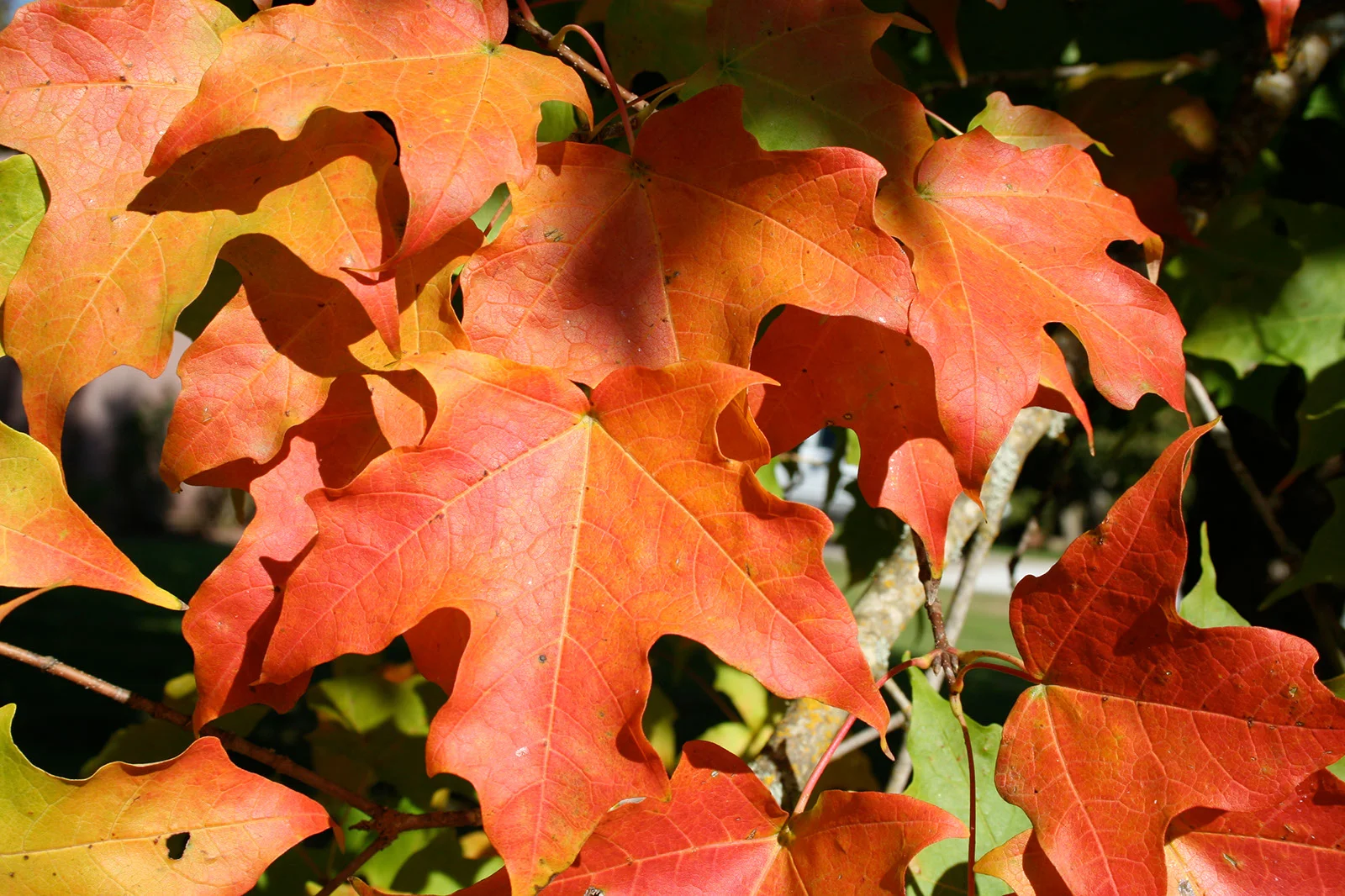 Maple Green Mountain Sugar Fall Leaf Color