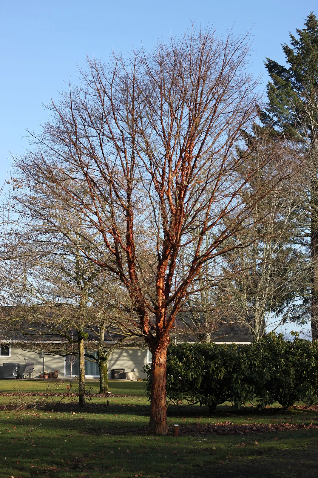 Maple Paperbark Single Stem