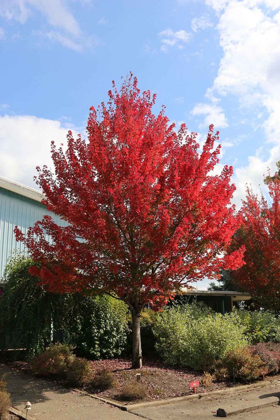Maple RedPointe Fall Foliage