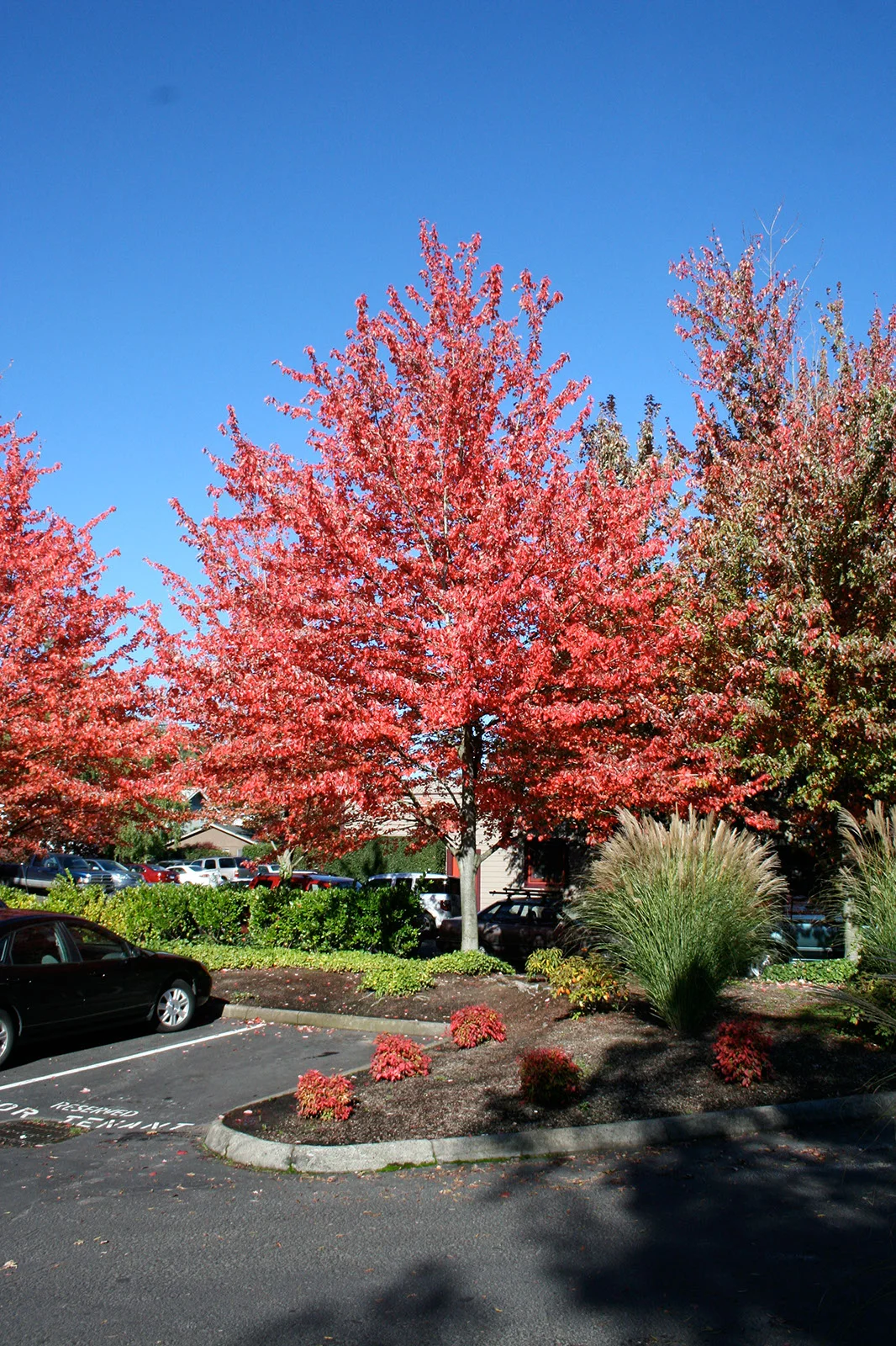 Maple Red Sunset Fall Foliage