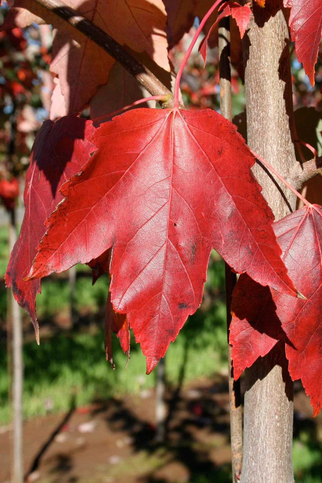 Maple Red Sunset Leaf Fall Color