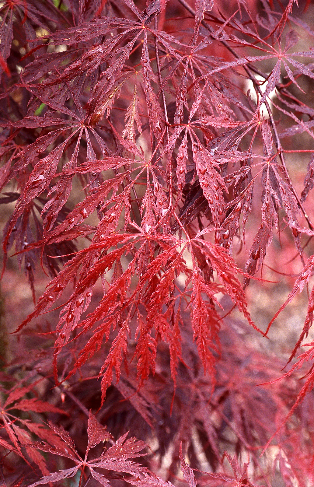 Maple Japanese Tamukeyama Foliage