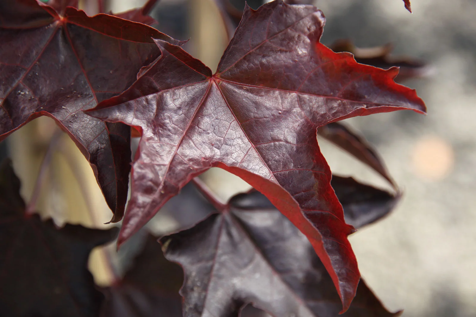 Maple Crimson King Leaf