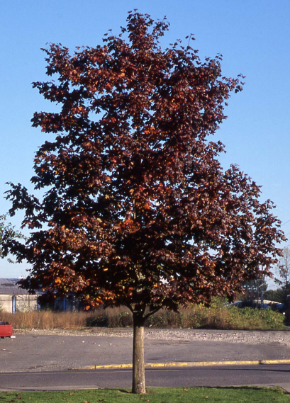 Maple Crimson King Tree