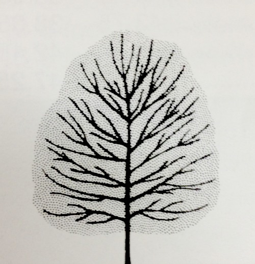 Maple Crimson King Growth Habit