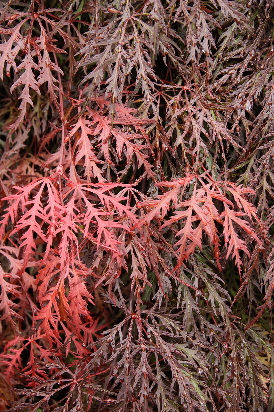 Maple Japanese Crimson Queen