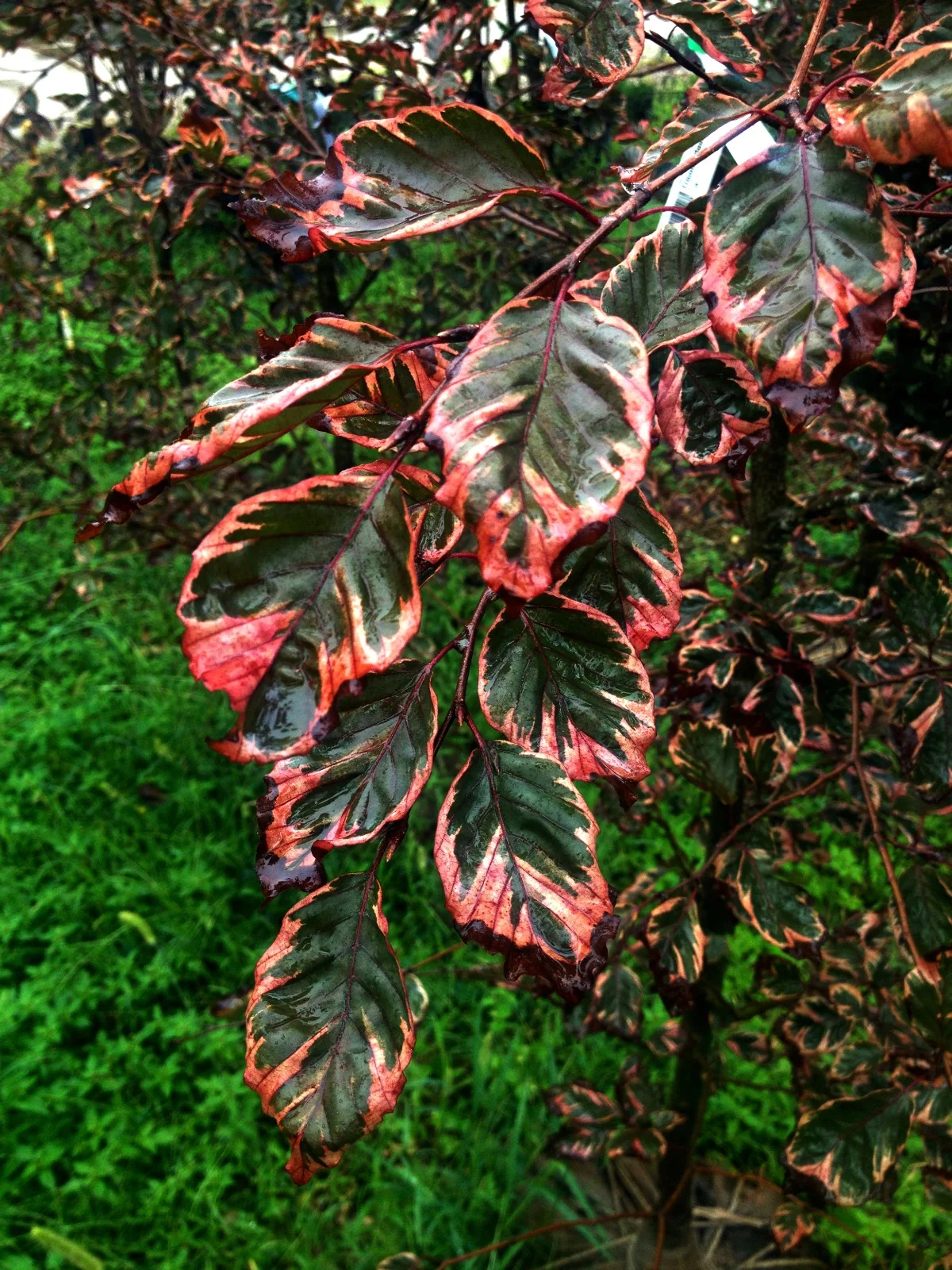 Beech Tricolor