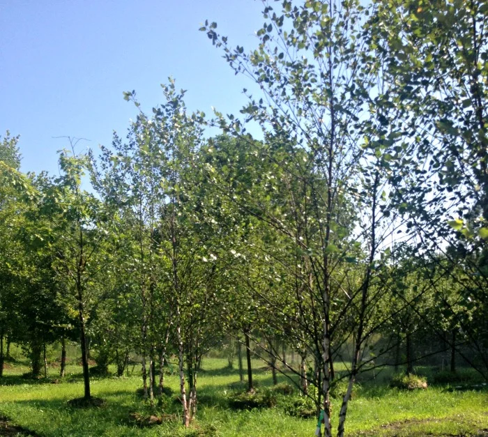 Birch River Heritage MS