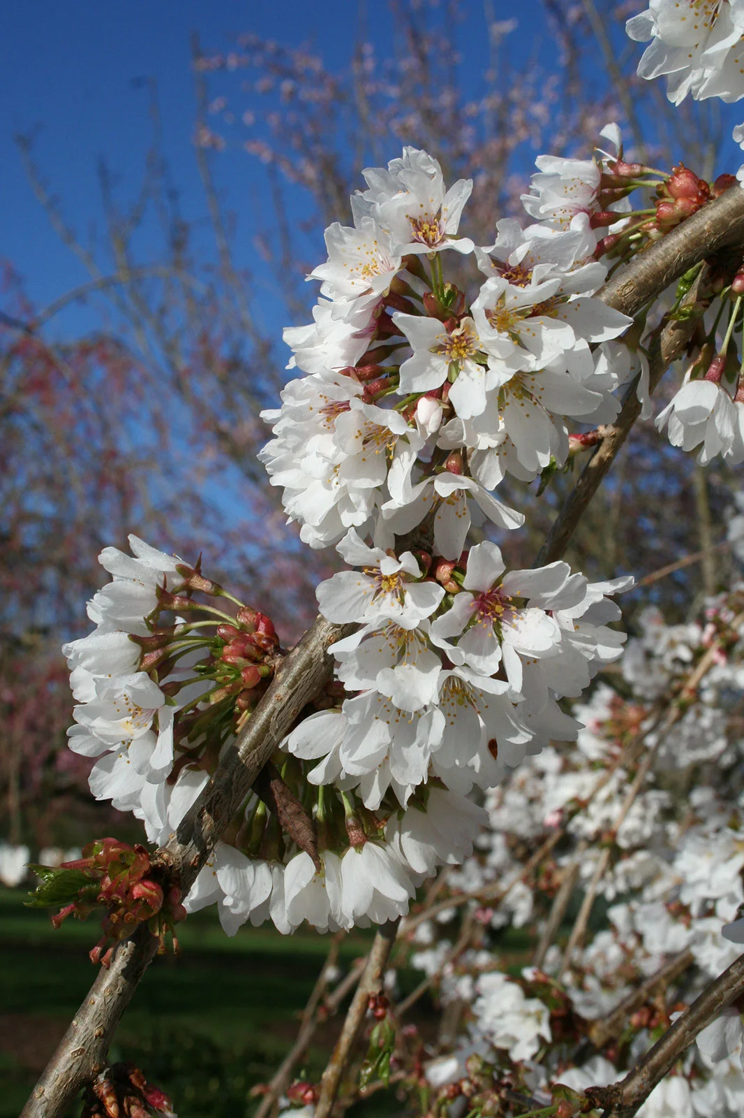 Cherry Snow Fountain